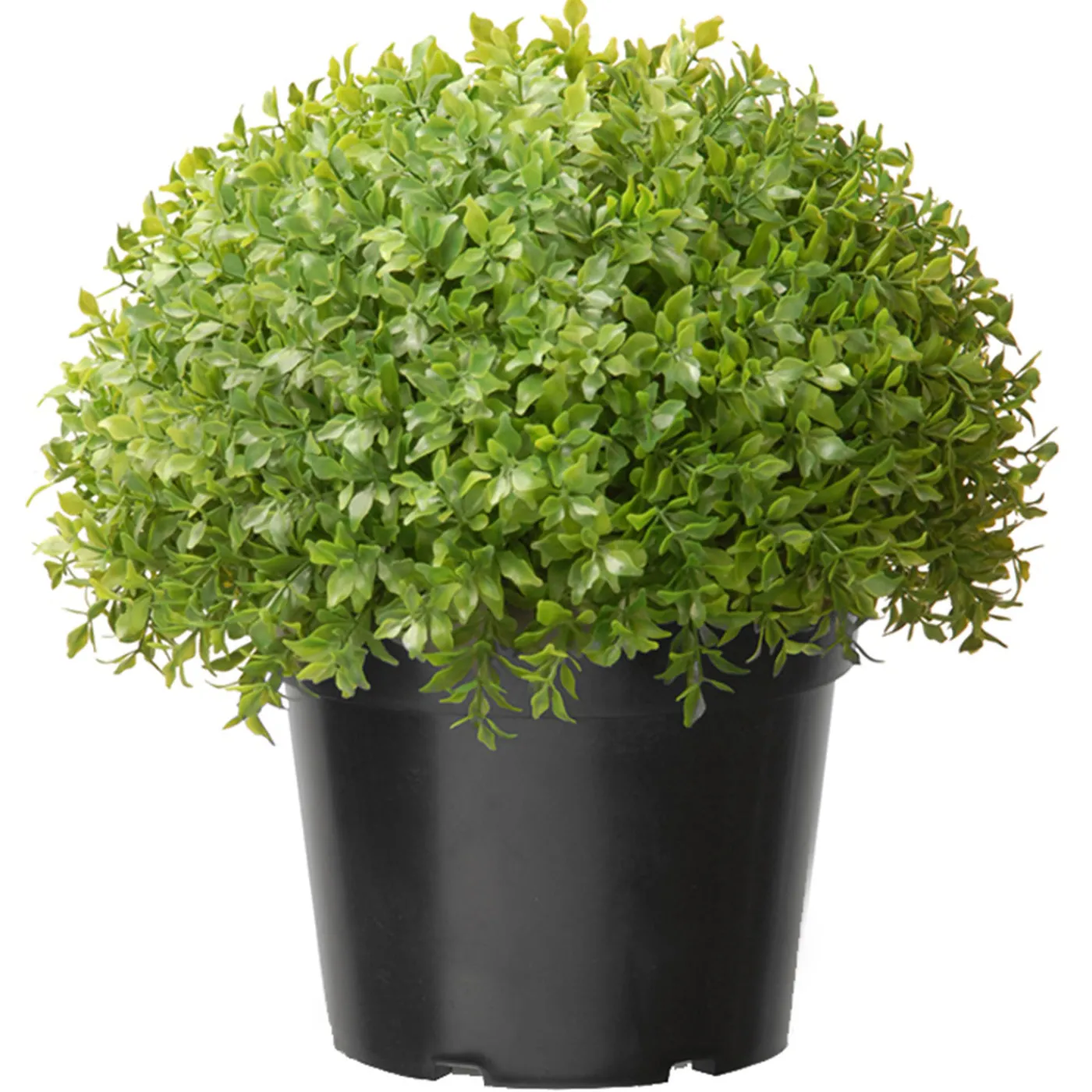 National Tree Company 13 in. Globe Japanese Holly Bush topiary in a Dark Green Round Growers Pot