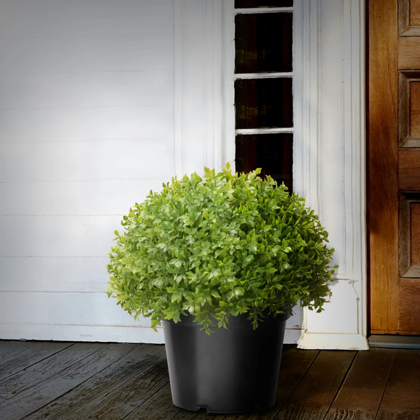 National Tree Company 13 in. Globe Japanese Holly Bush topiary in a Dark Green Round Growers Pot