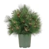 National Tree Company 26 in. Pre-Lit HGTV Home Collection Black Tie Planter Filler