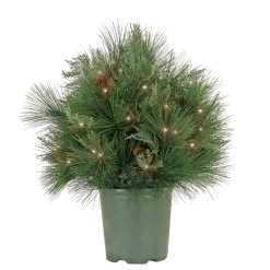 National Tree Company 26 in. Pre-Lit HGTV Home Collection Black Tie Planter Filler