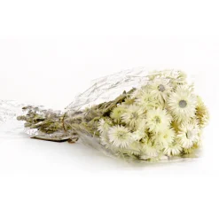 National Tree Company 16 in. Spring Dried Natural Capeblumen Flowers Bouquet